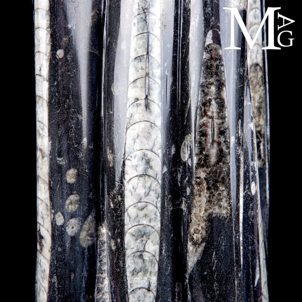 Scultura Fossile in Orthoceras.