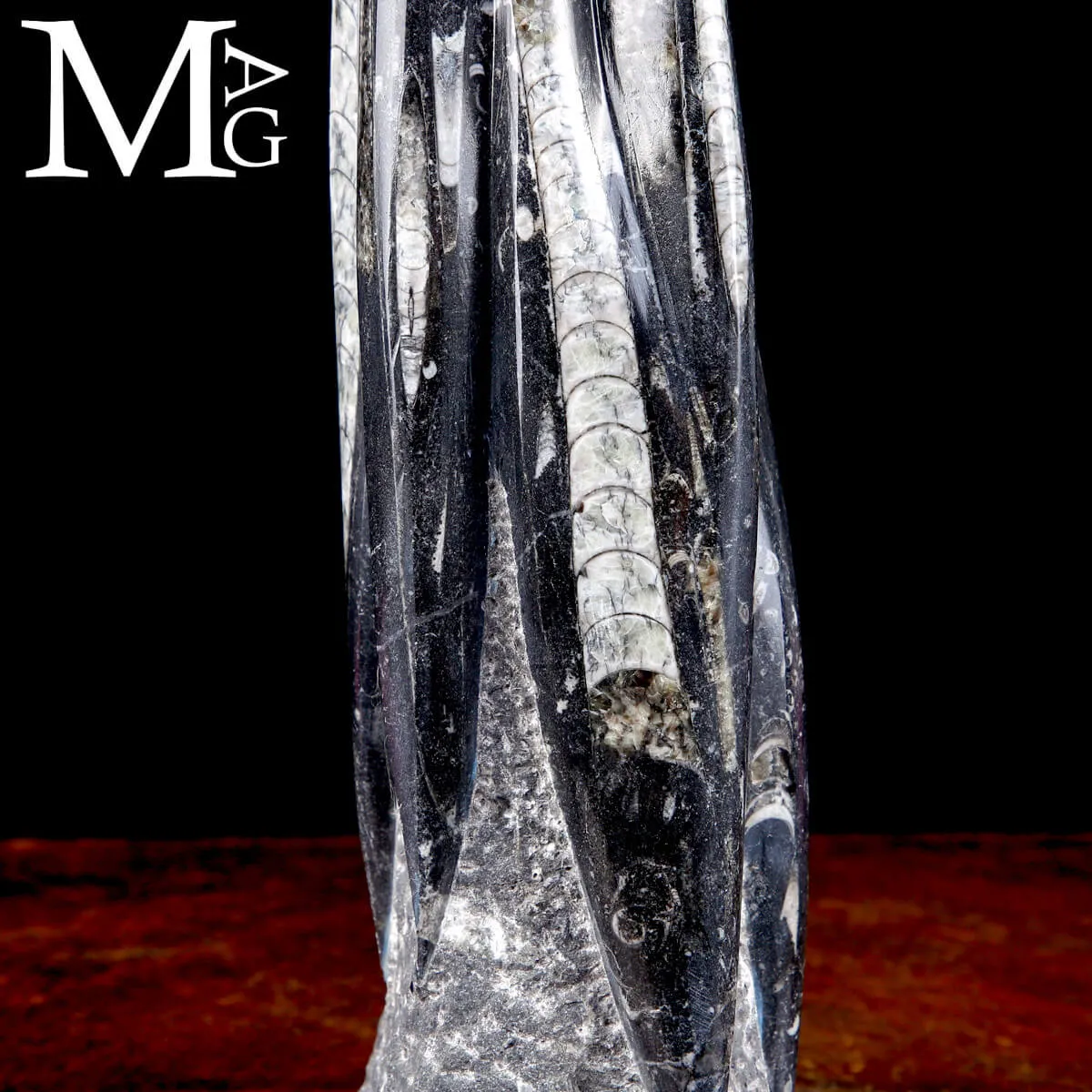 Scultura Fossile in Orthoceras.