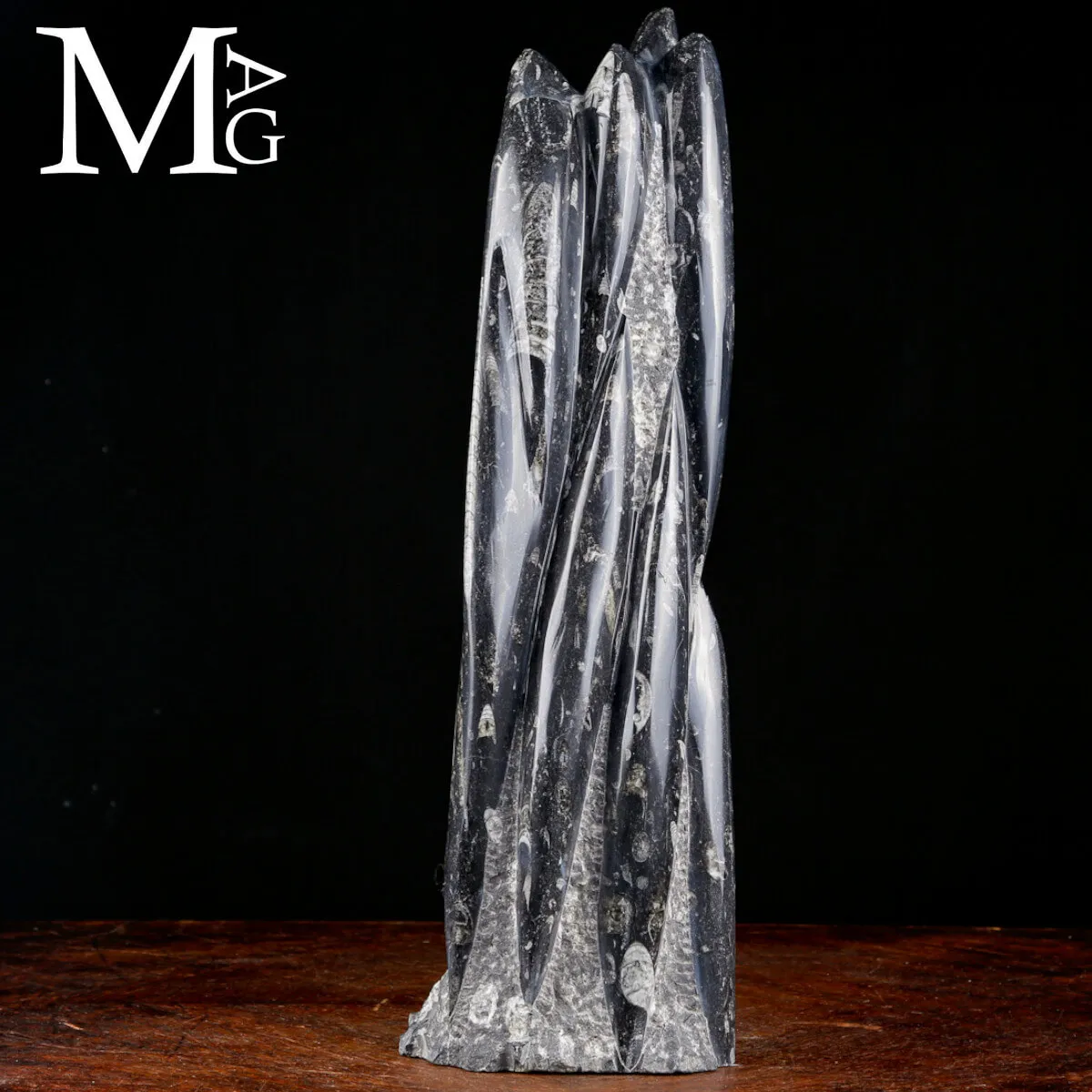 Scultura Fossile in Orthoceras.