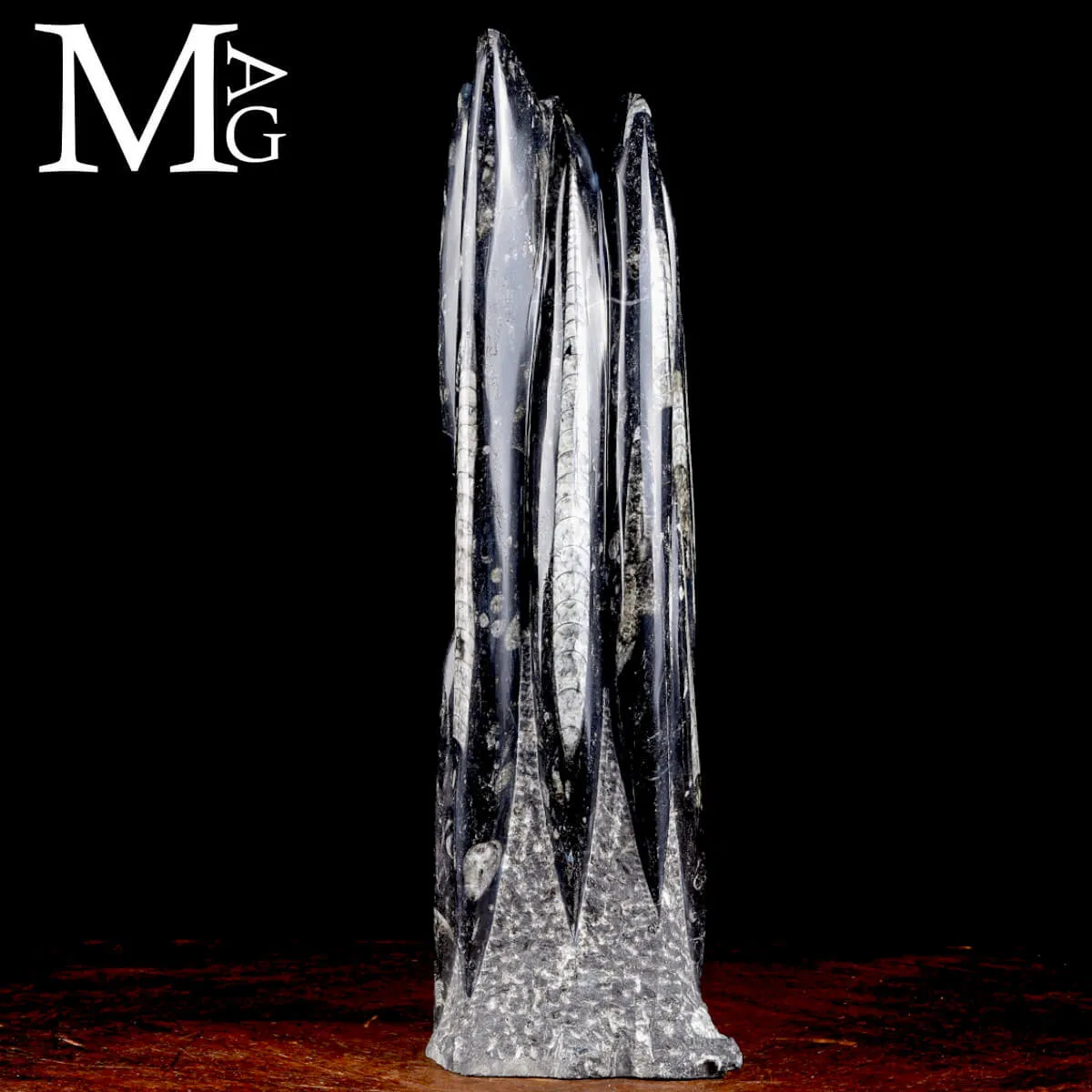 Scultura Fossile in Orthoceras.