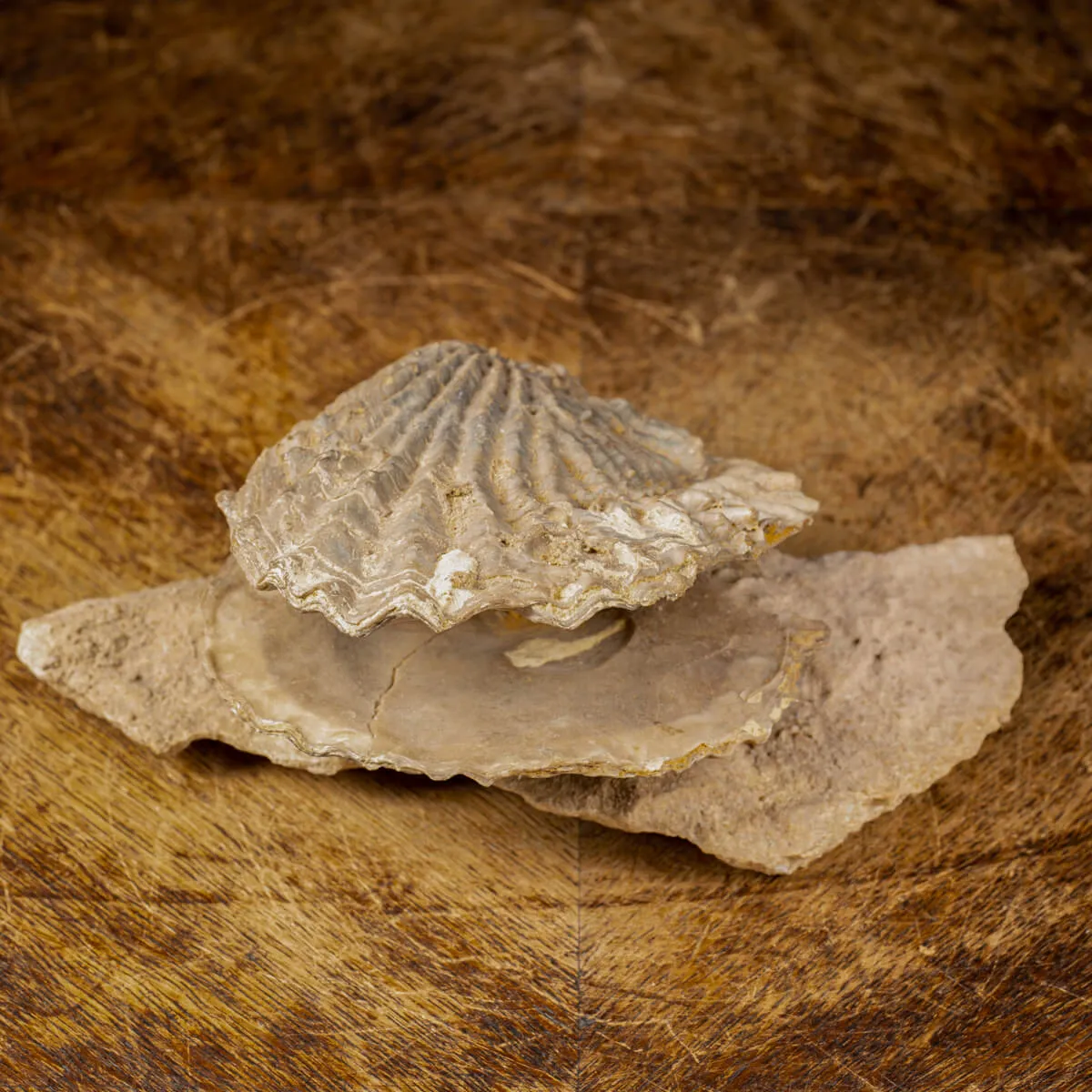 Pecten Fossile