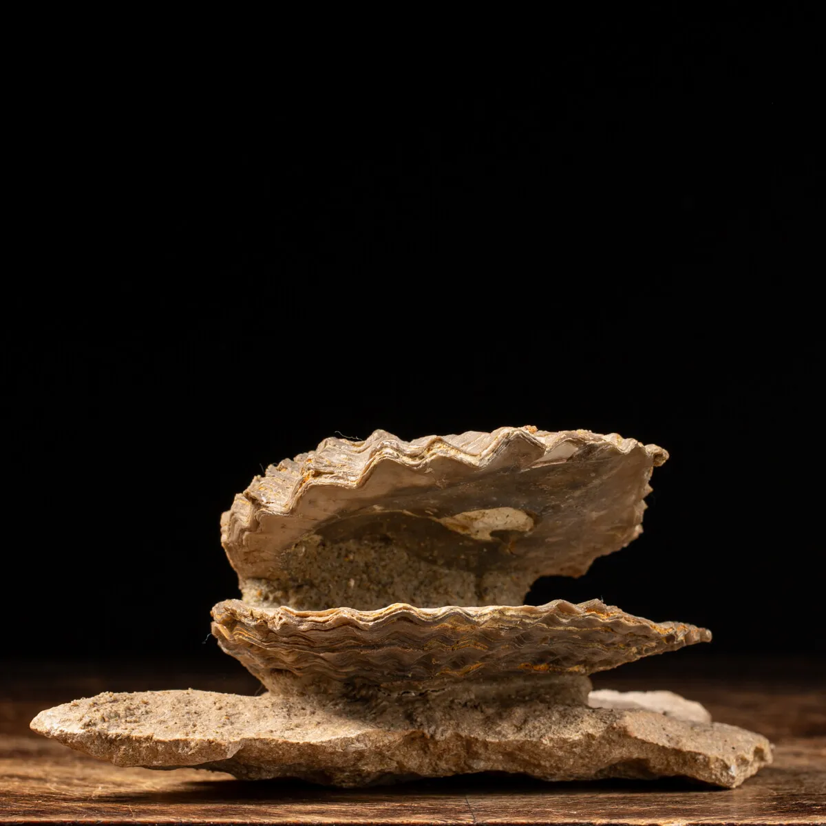 Pecten Fossile