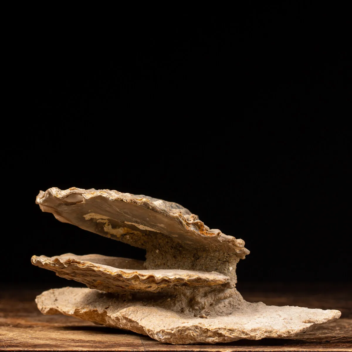 Pecten Fossile