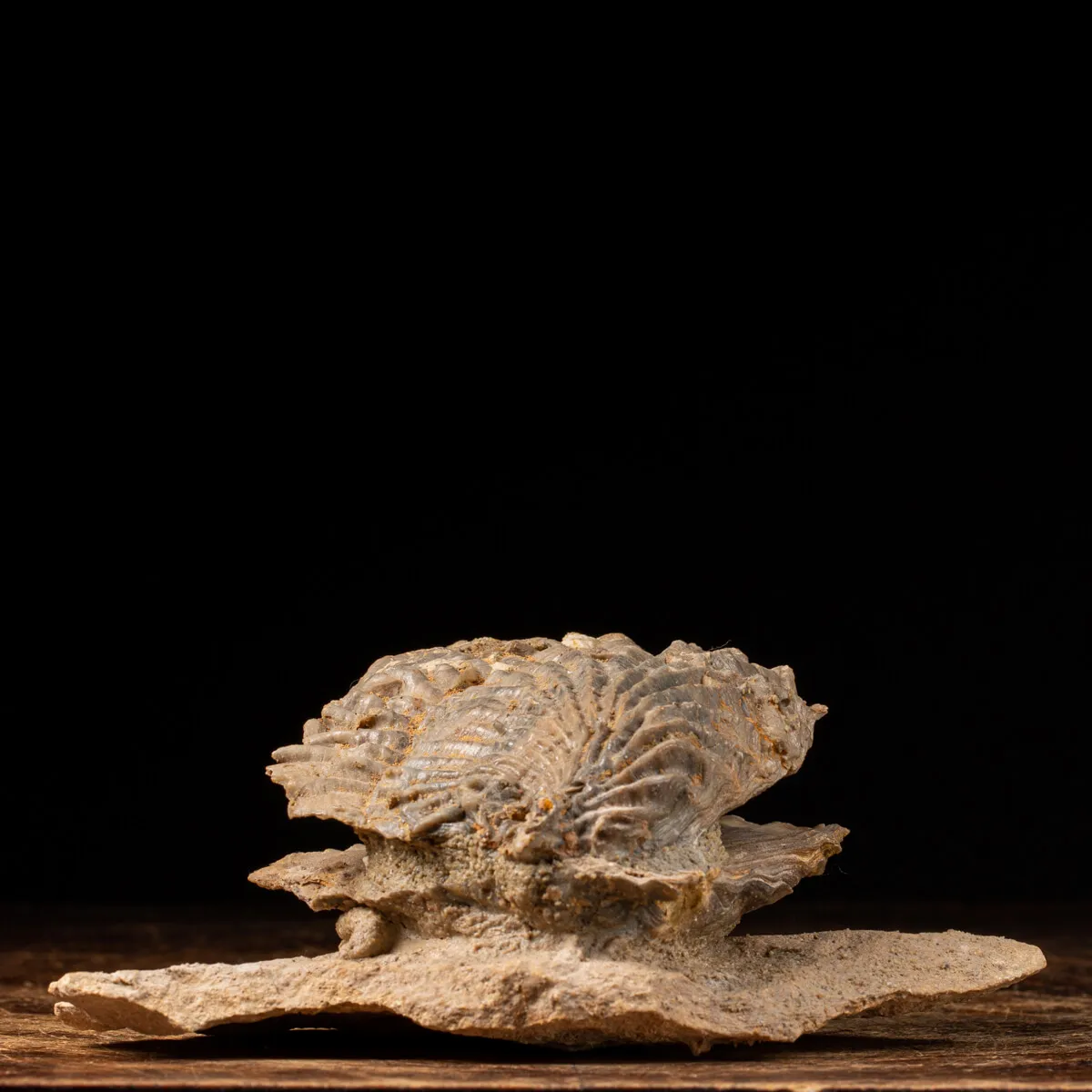 Pecten Fossile