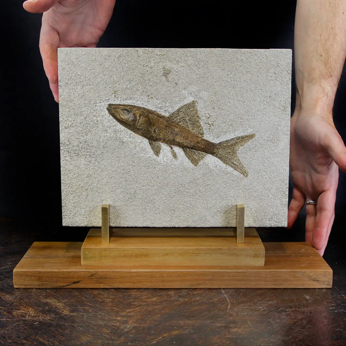 Rhacolepis Buccalis Fossile su base
