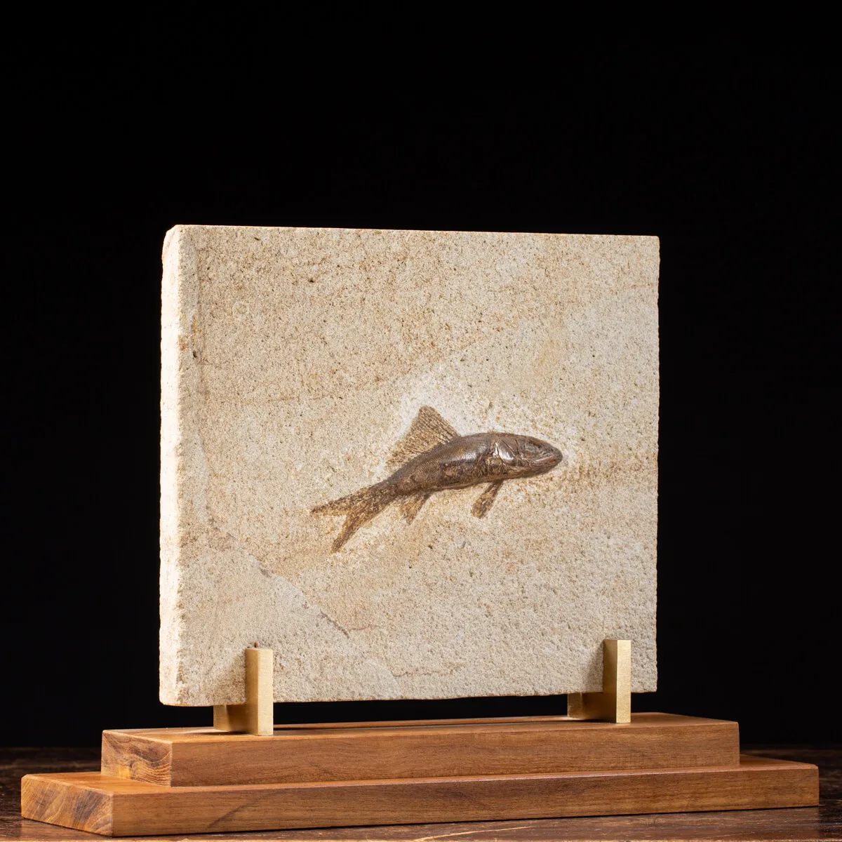 Rhacolepis Buccalis Fossile su base