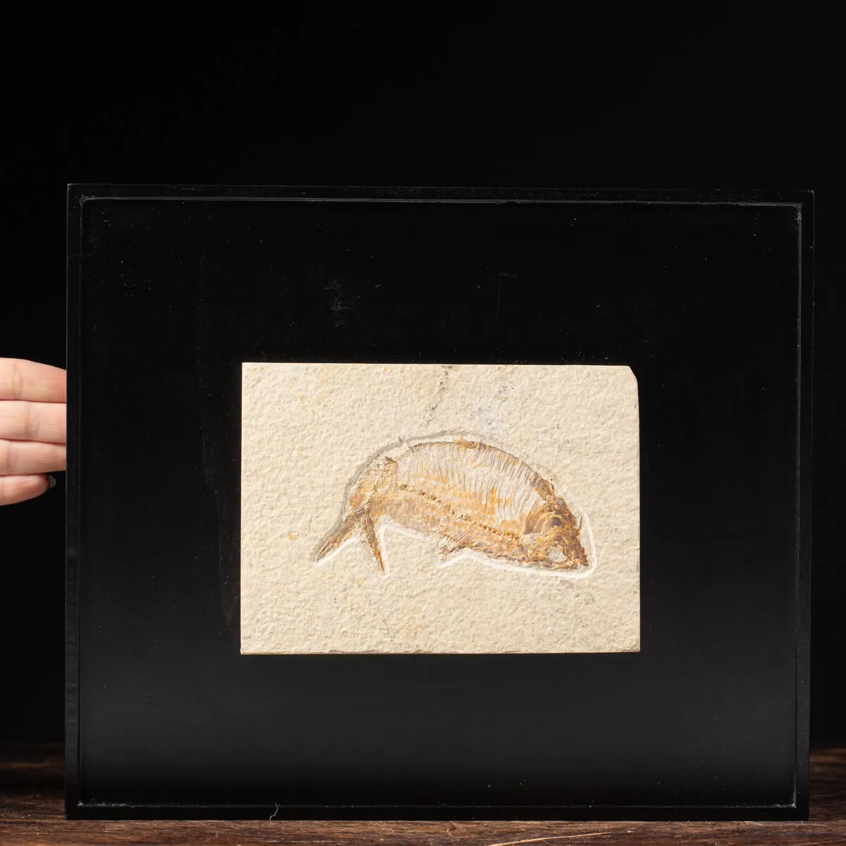 Quadro con Pesce Fossile del Wyoming