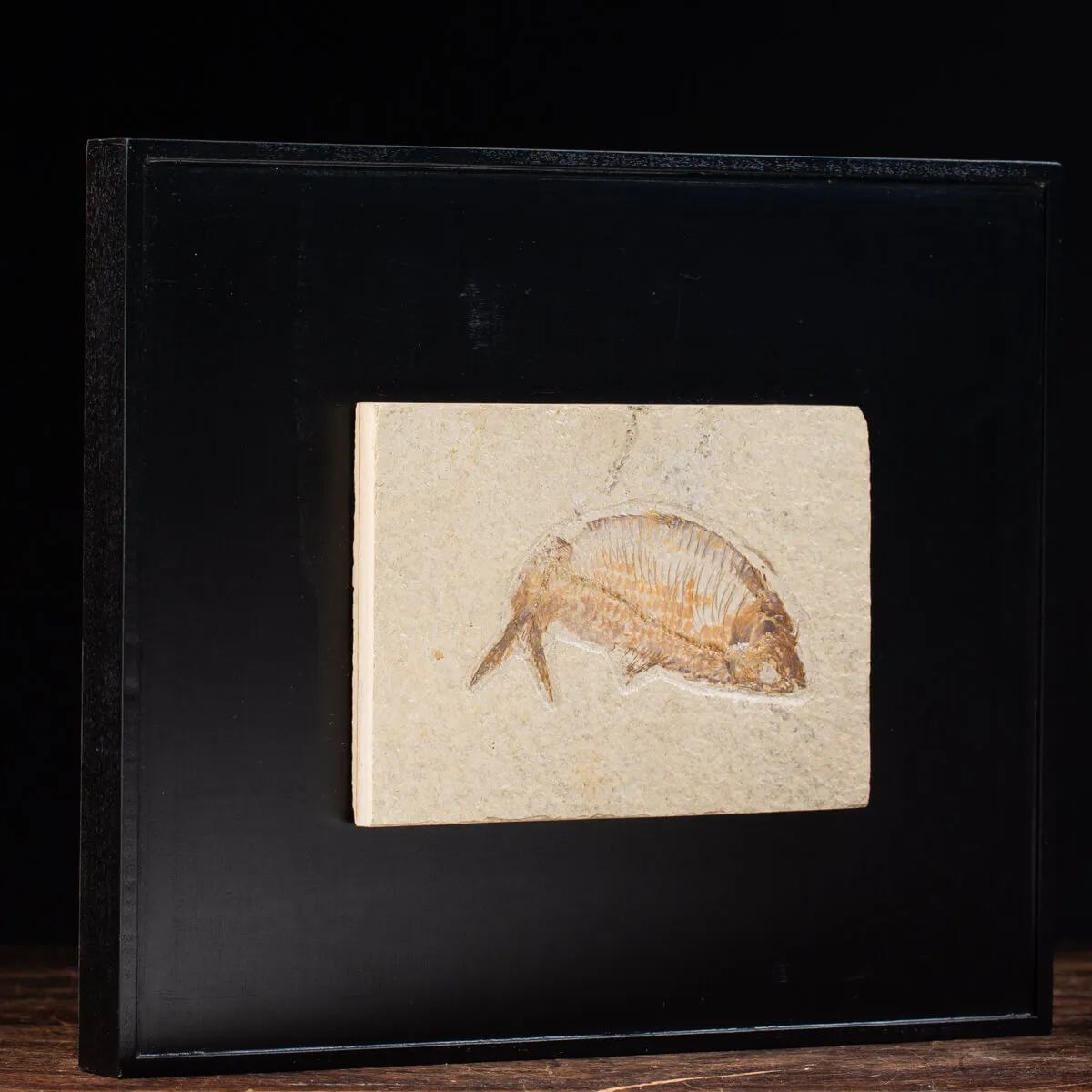Quadro con Pesce Fossile del Wyoming