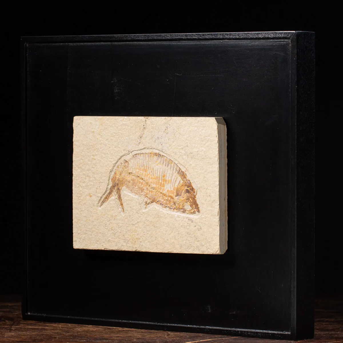 Quadro con Pesce Fossile del Wyoming