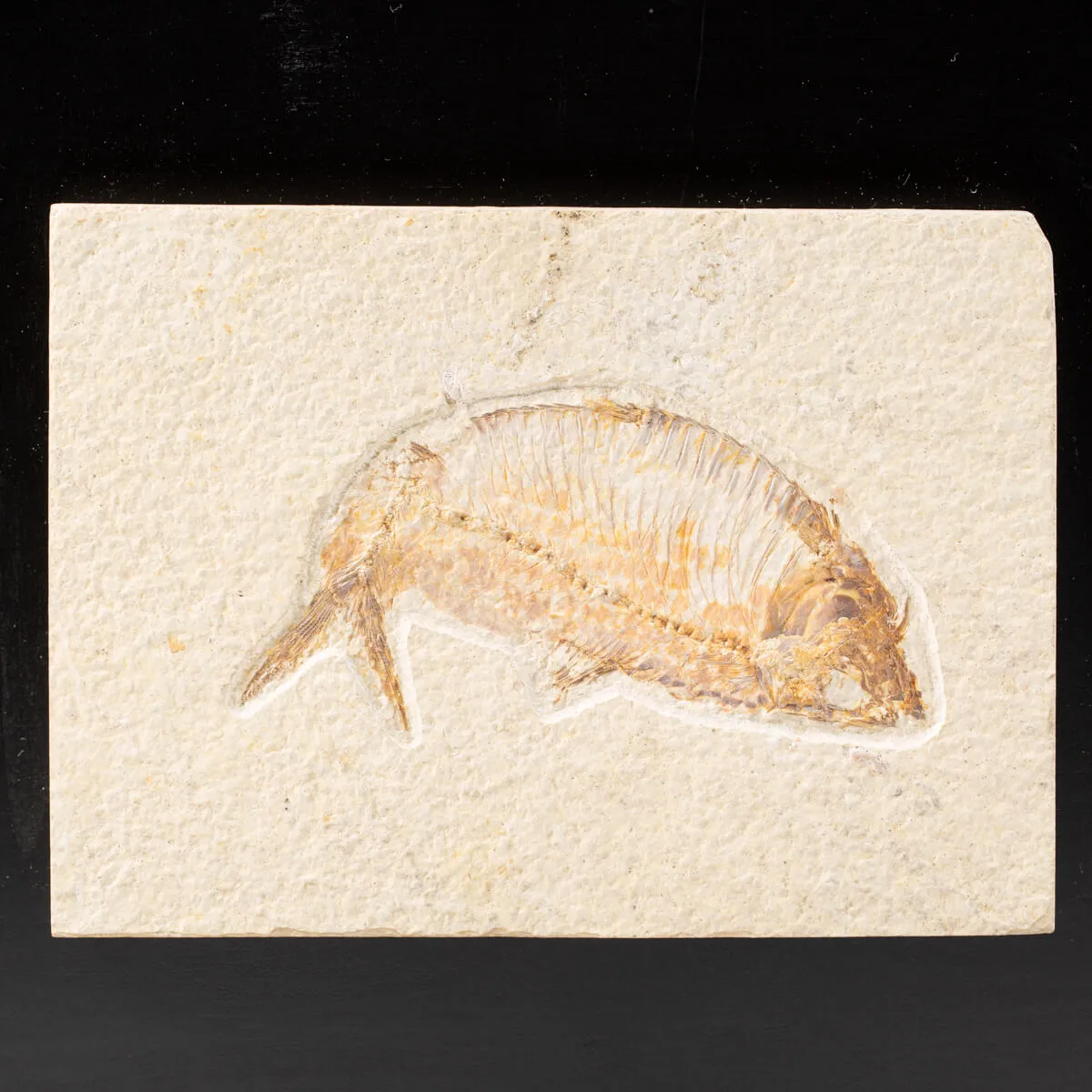 Quadro con Pesce Fossile del Wyoming