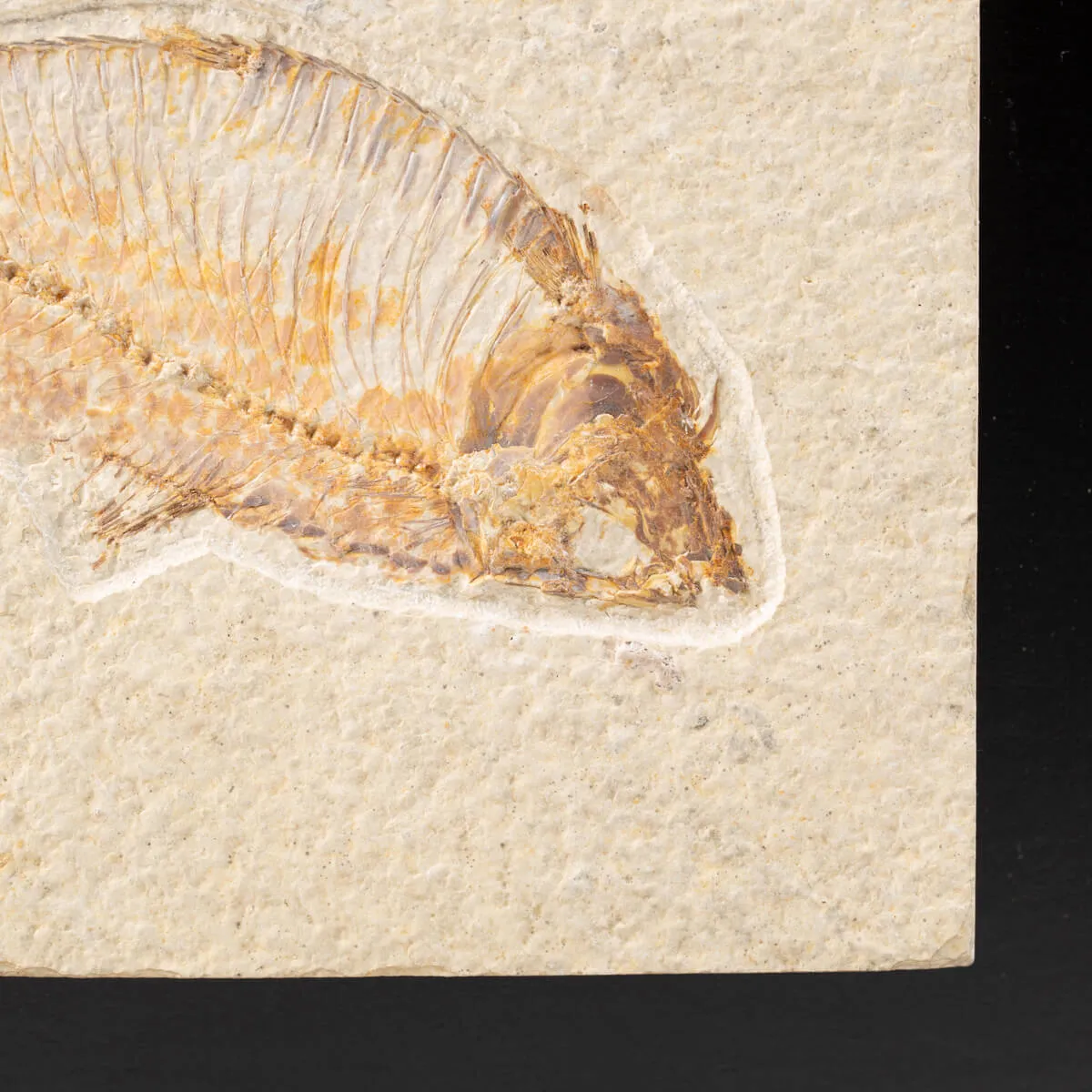Quadro con Pesce Fossile del Wyoming