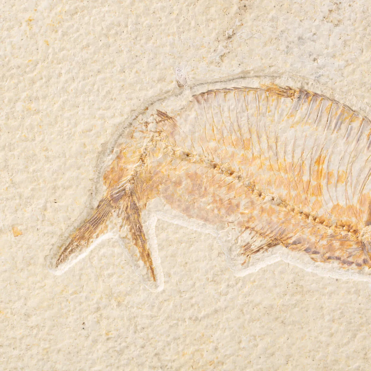Quadro con Pesce Fossile del Wyoming