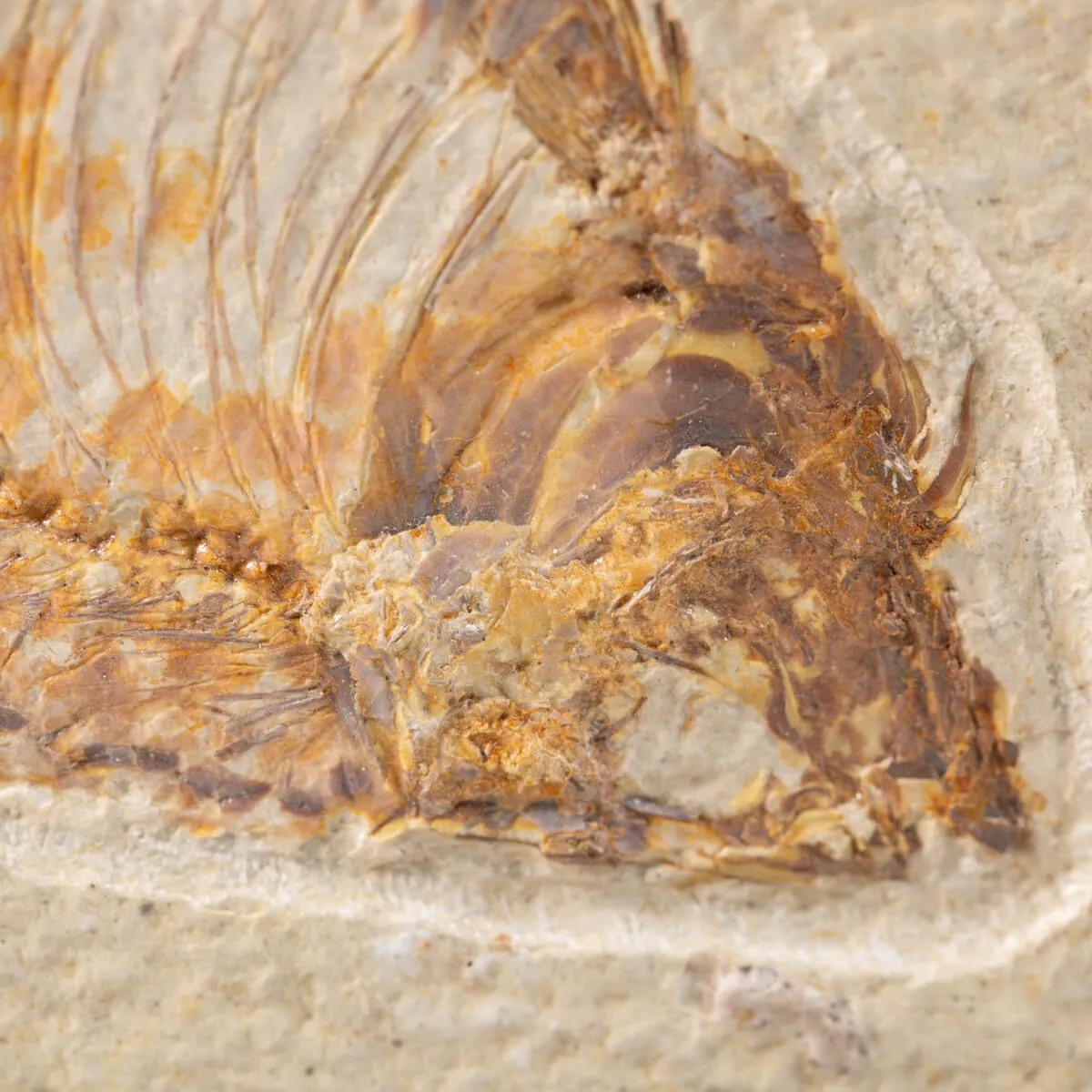 Quadro con Pesce Fossile del Wyoming