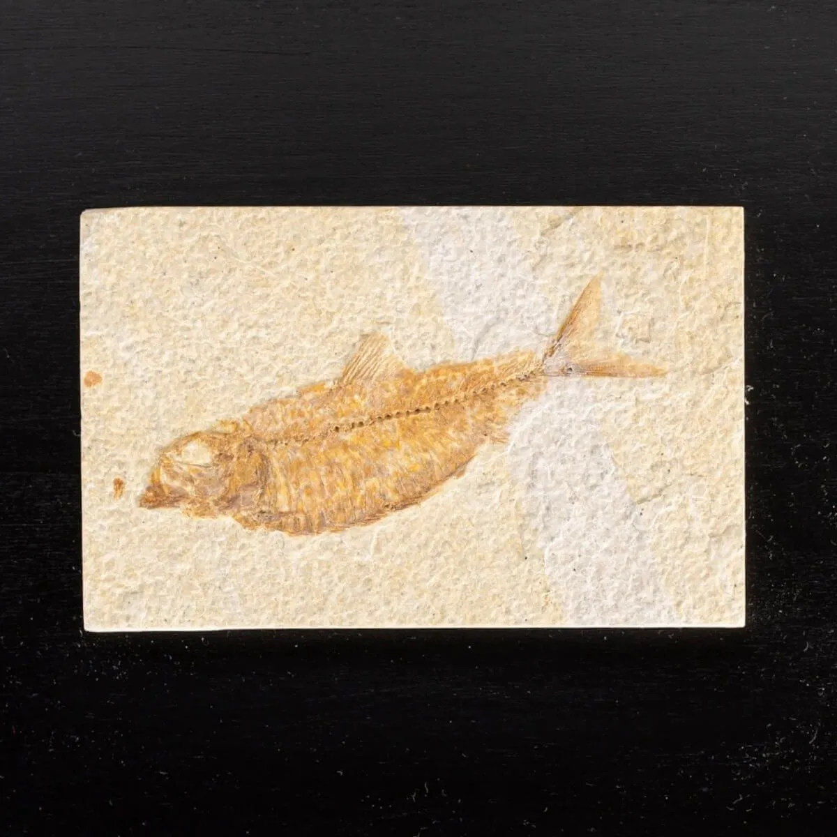 Quadro con Pesci Fossili del Wyoming