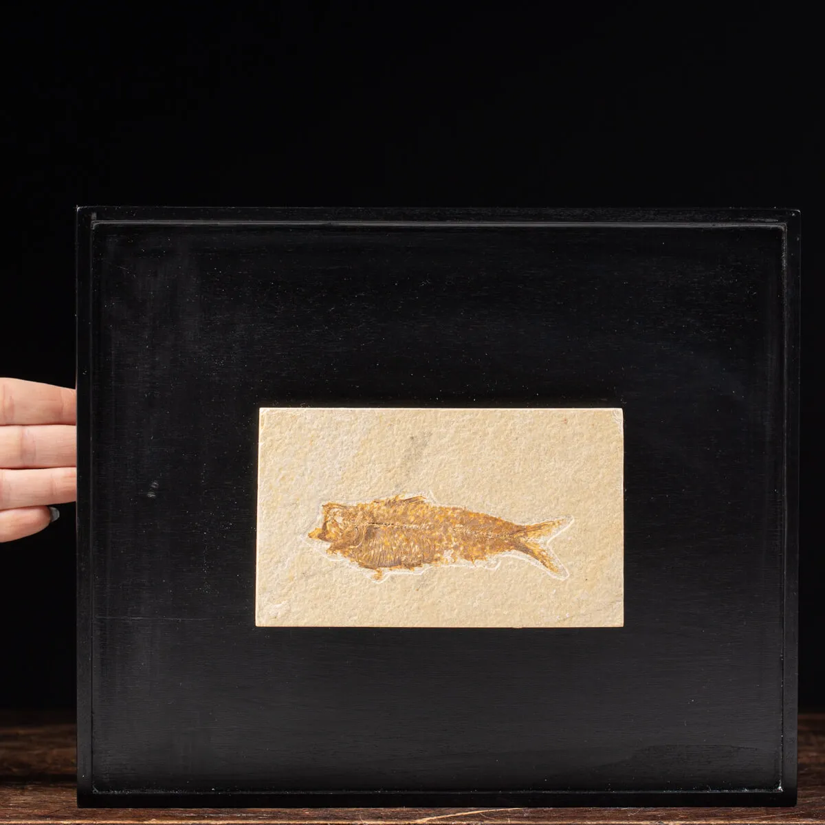 Quadro con Pesci Fossili del Wyoming