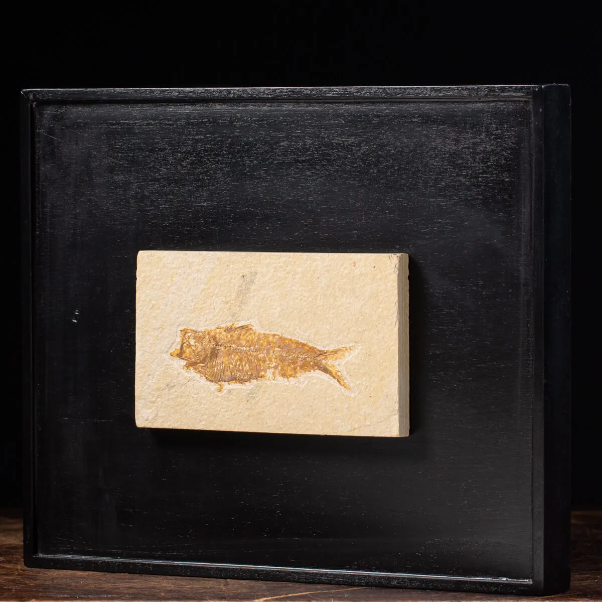 Quadro con Pesci Fossili del Wyoming