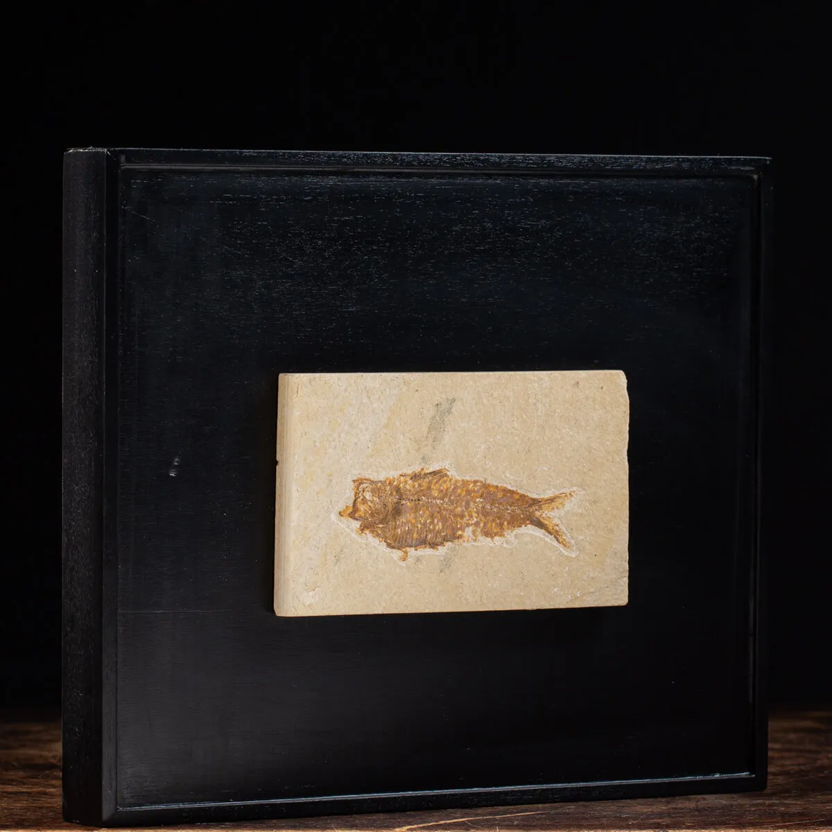 Quadro con Pesci Fossili del Wyoming