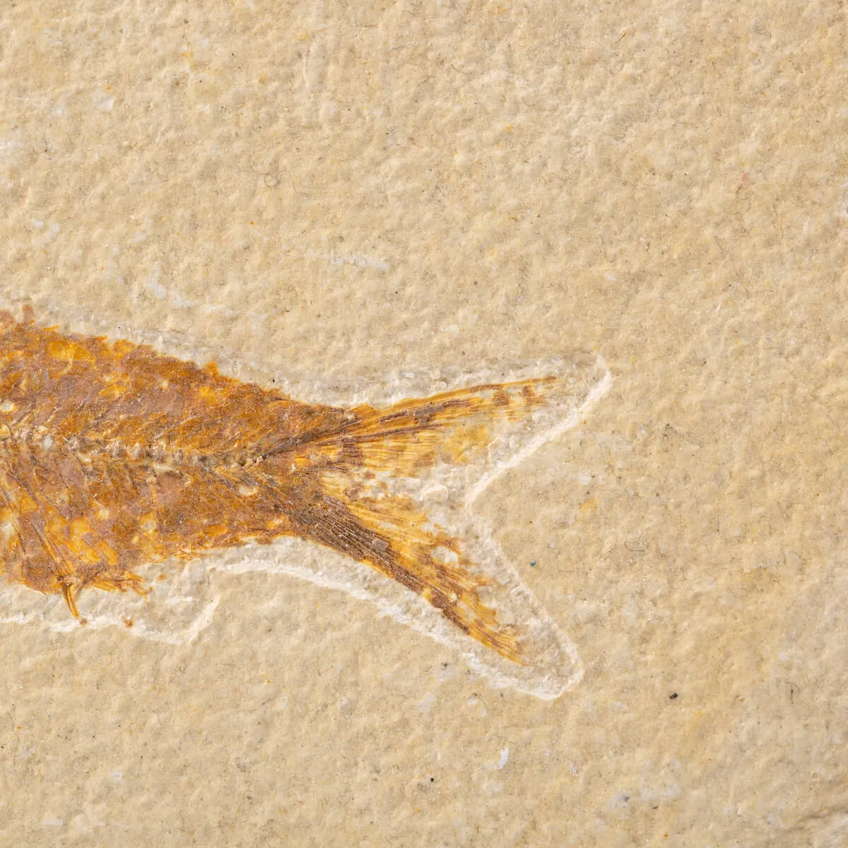 Quadro con Pesci Fossili del Wyoming