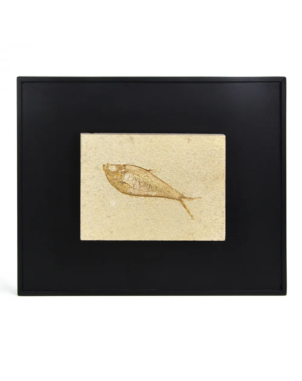 Trittico di Fossili su Quadro