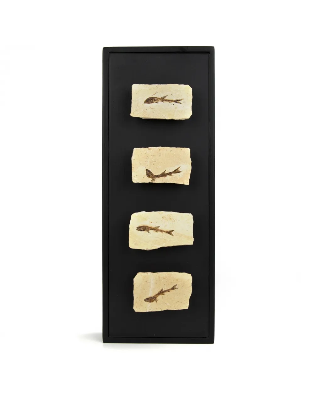 Trittico di Fossili su Quadro