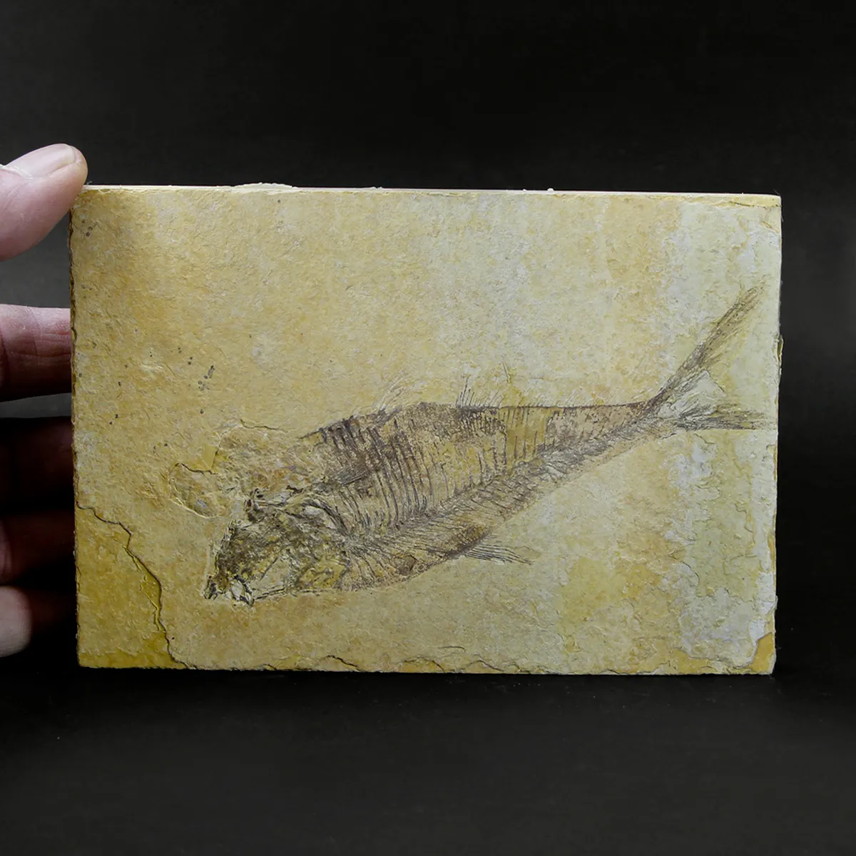 Pesce Fossile del Green River