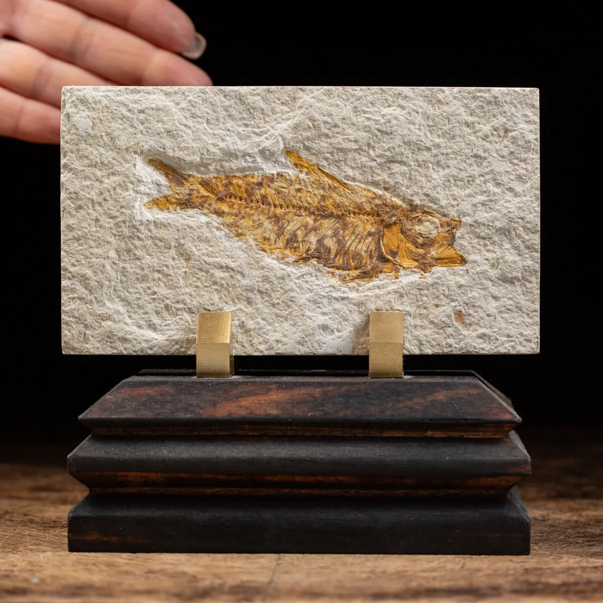 Knightia Fossile su base