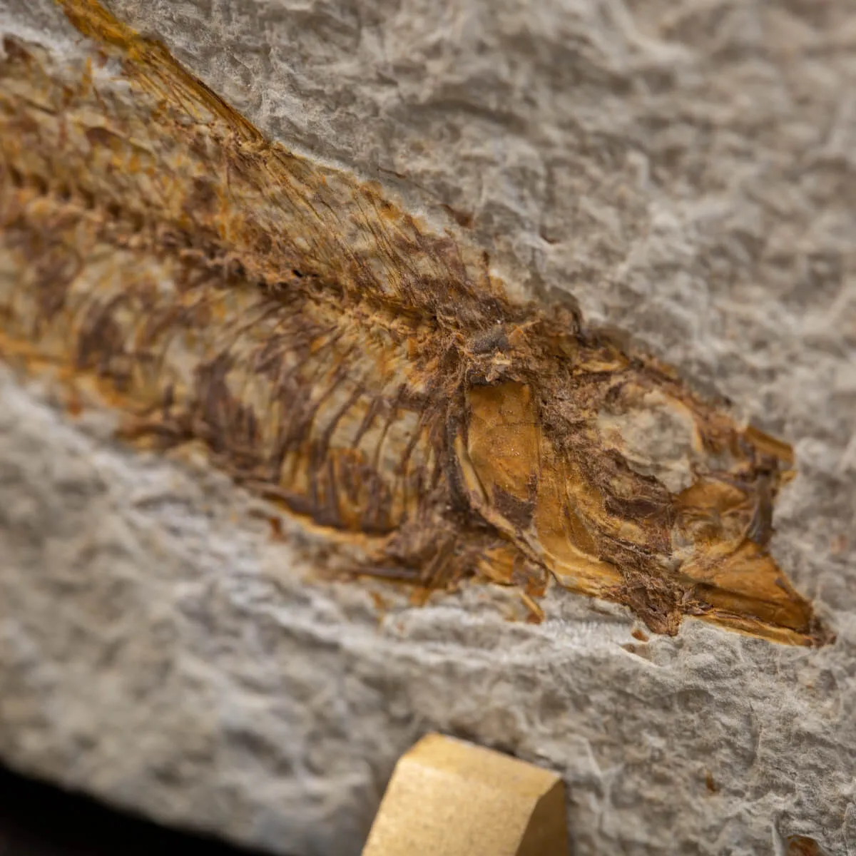 Knightia Fossile su base