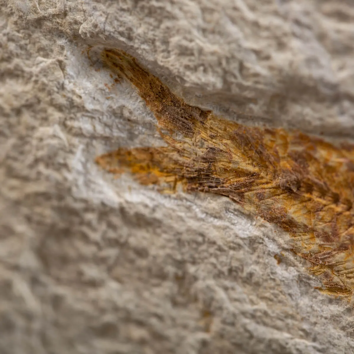 Knightia Fossile su base