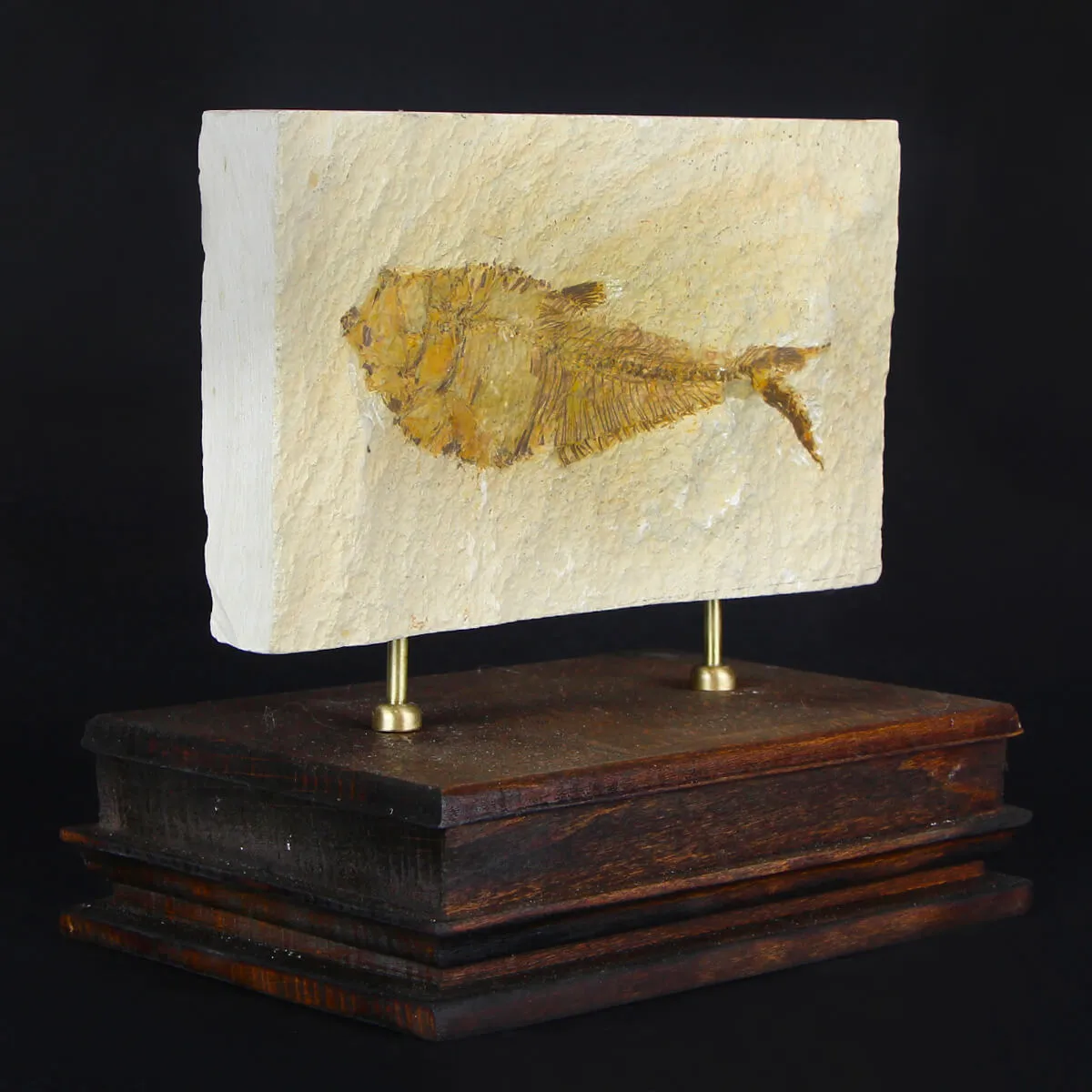 Knightia Fossile su base