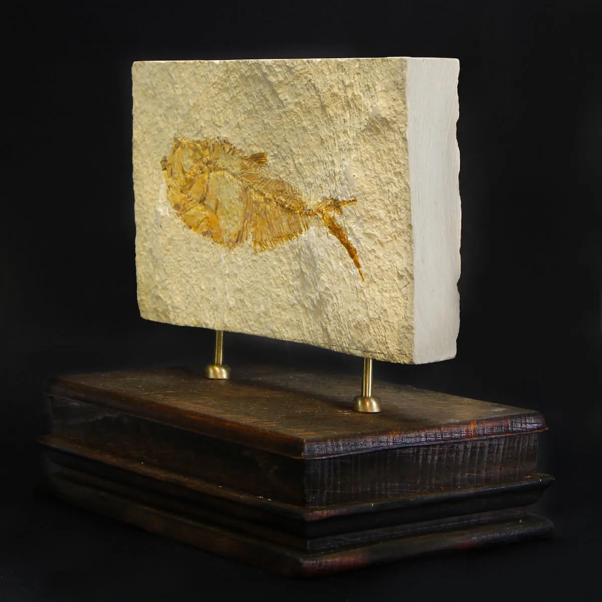 Knightia Fossile su base