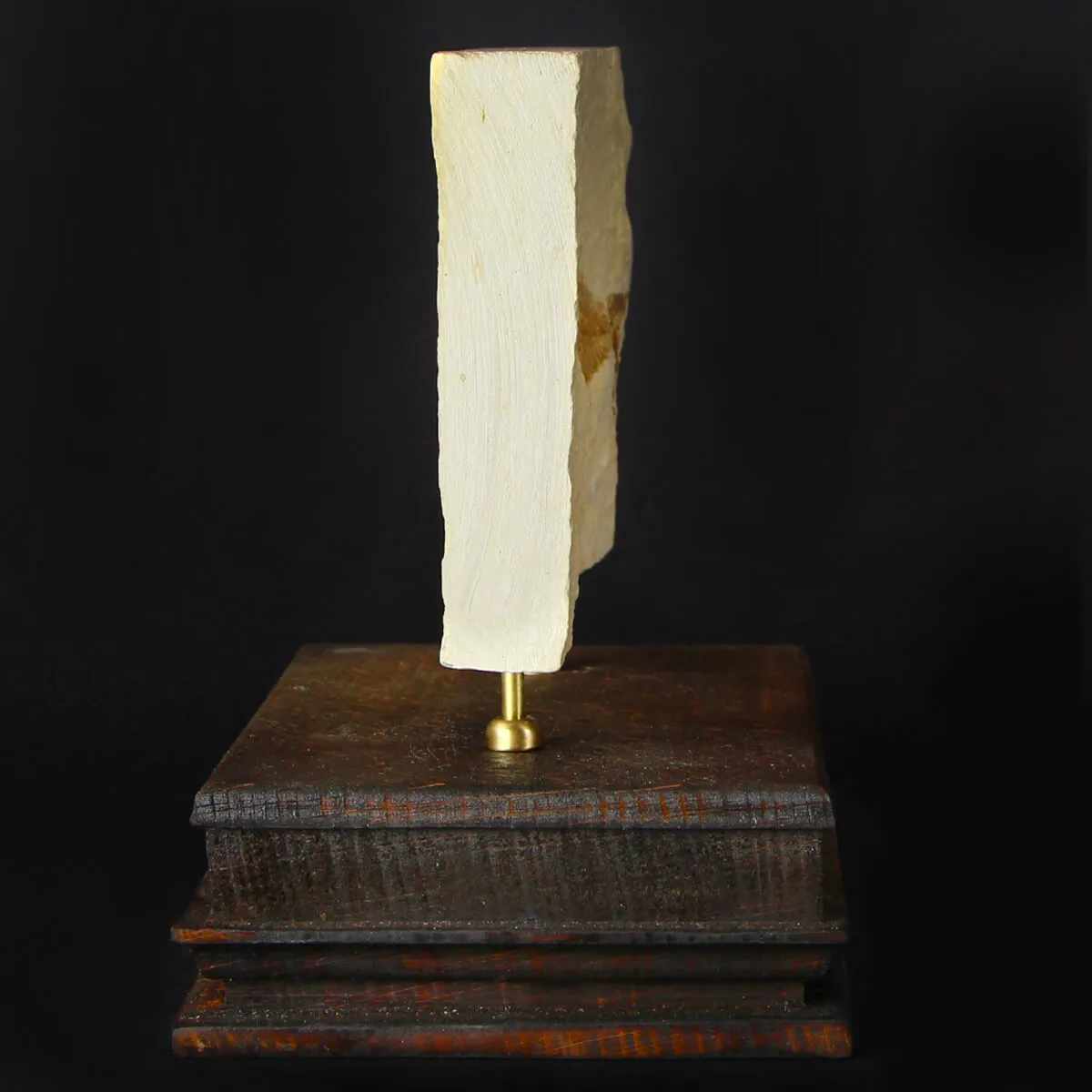 Knightia Fossile su base