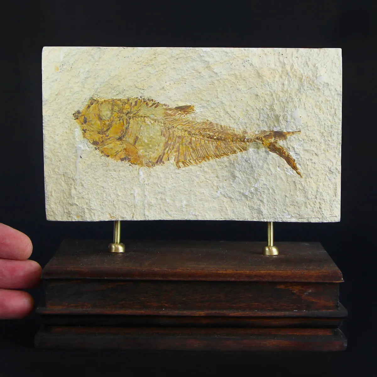 Knightia Fossile su base