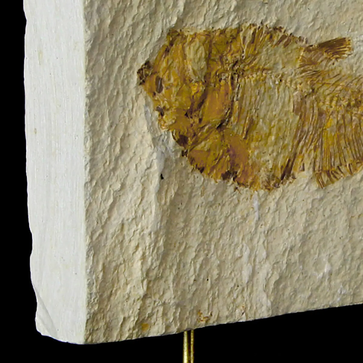 Knightia Fossile su base