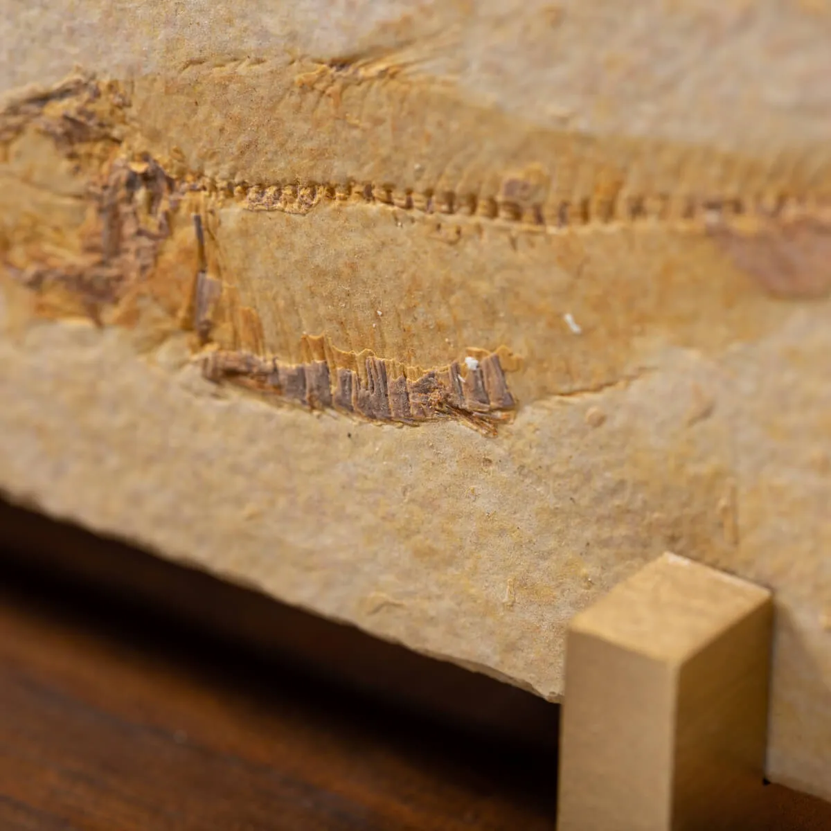 Knightia Fossile su base