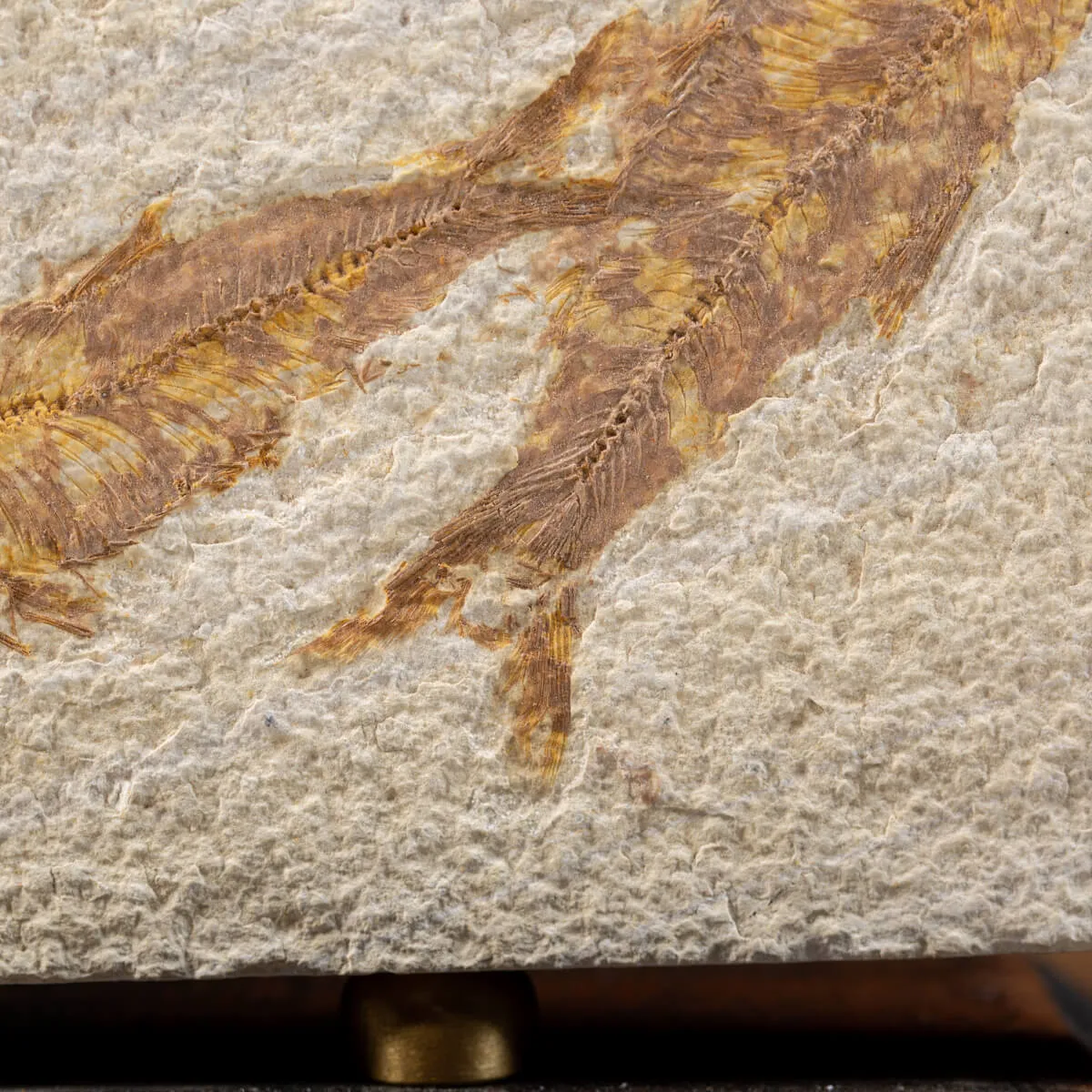 Knightia Fossile su base