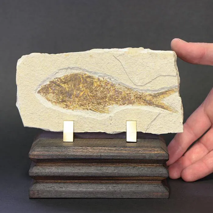 Knightia Fossile su base