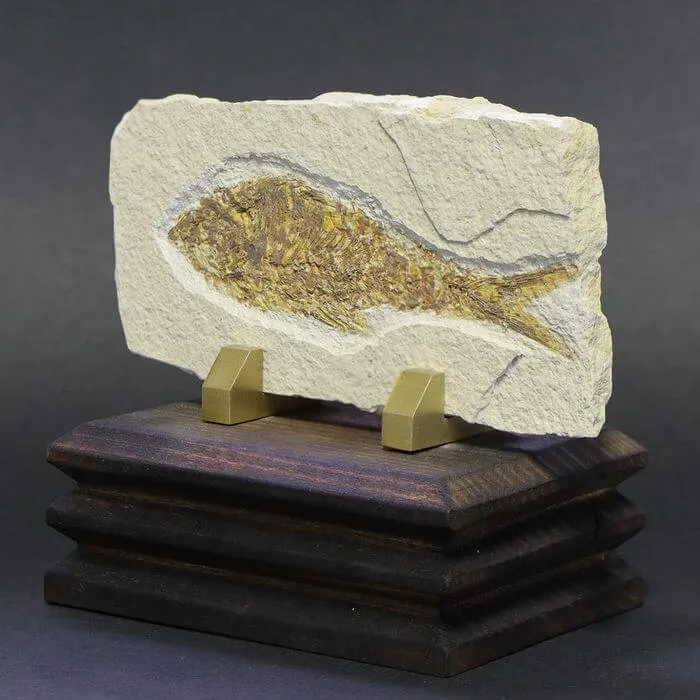 Knightia Fossile su base