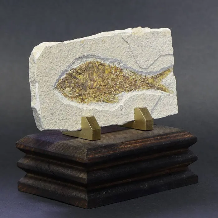 Knightia Fossile su base