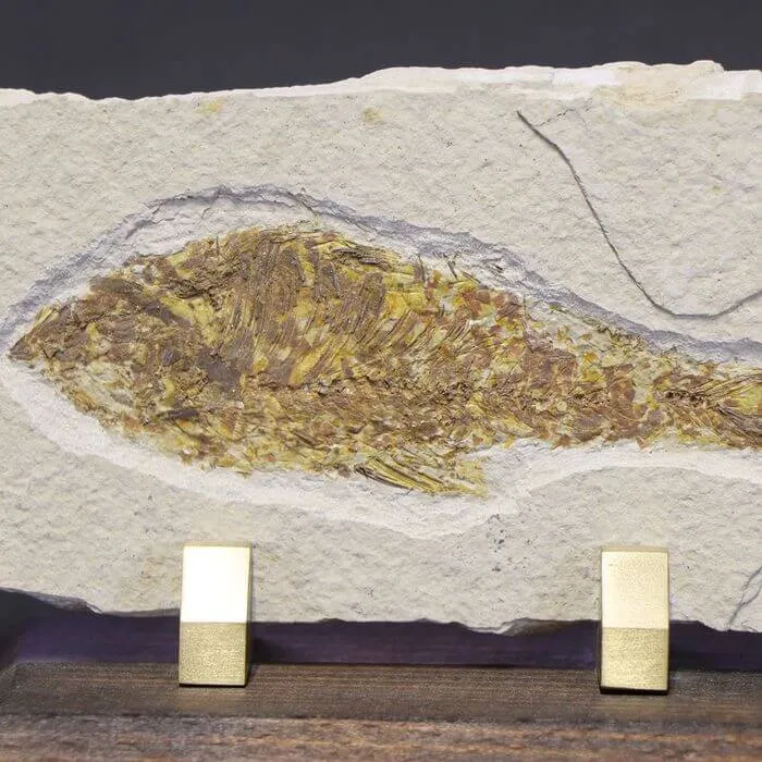 Knightia Fossile su base