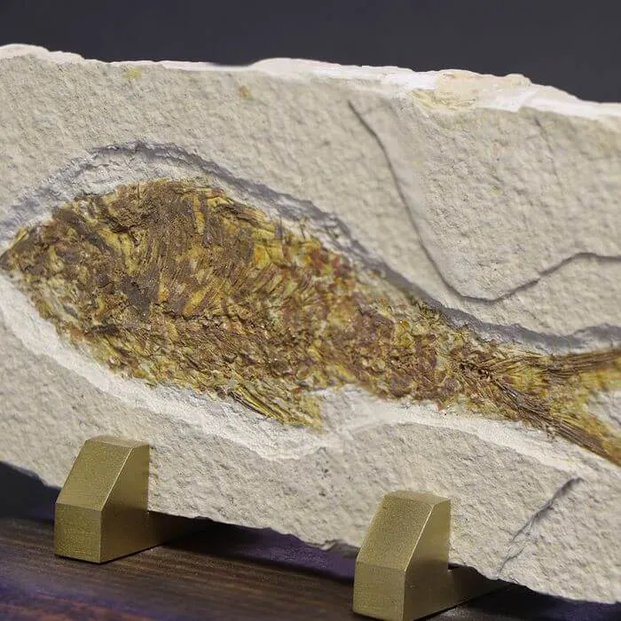 Knightia Fossile su base