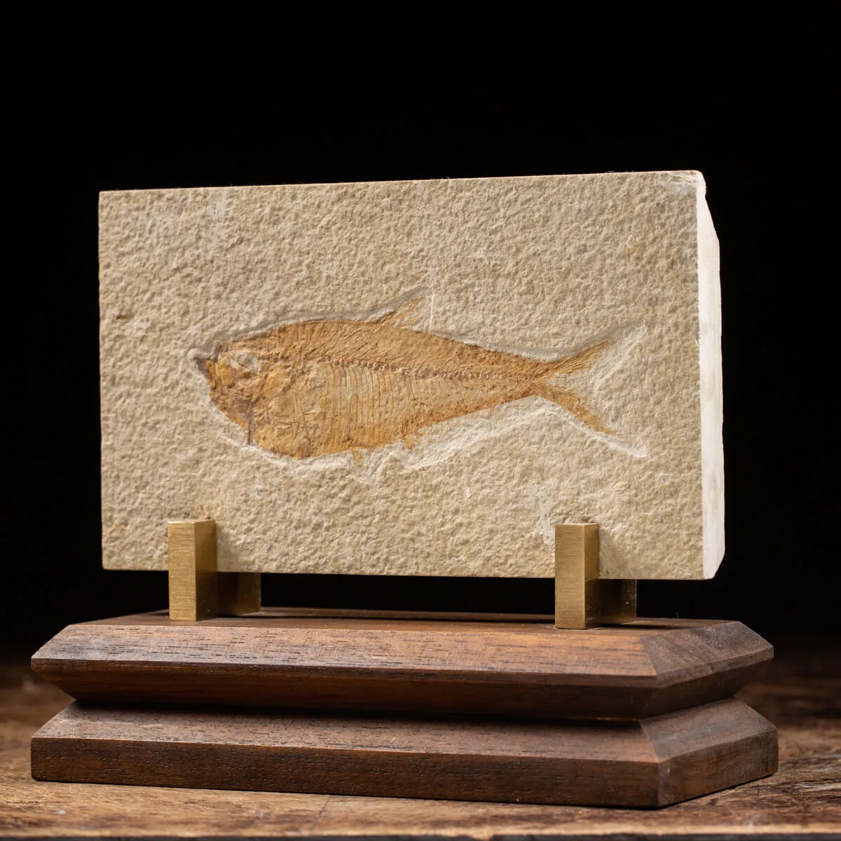 Knightia Fossile su base