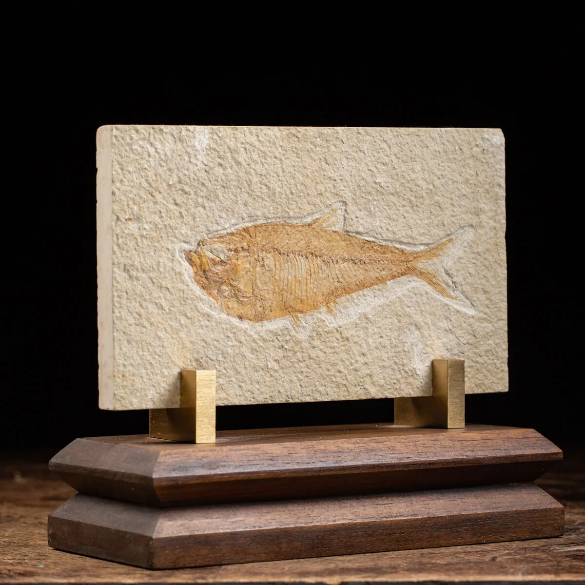 Knightia Fossile su base