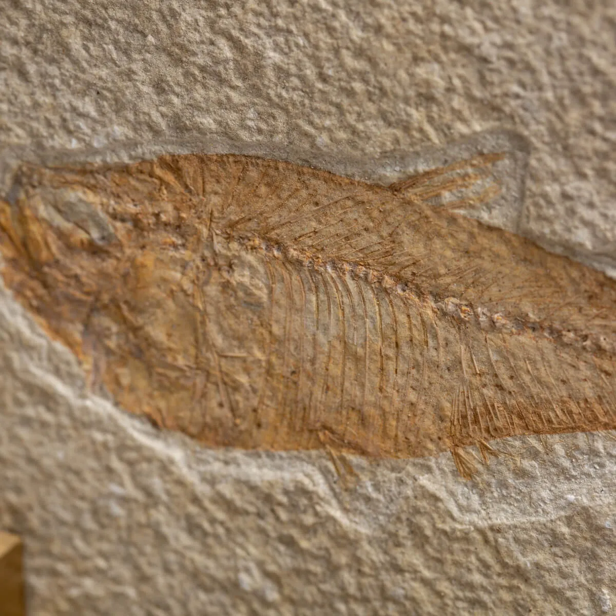 Knightia Fossile su base