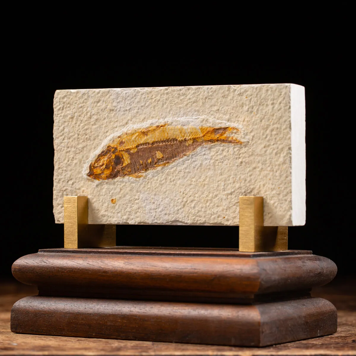 Knightia Fossile su base