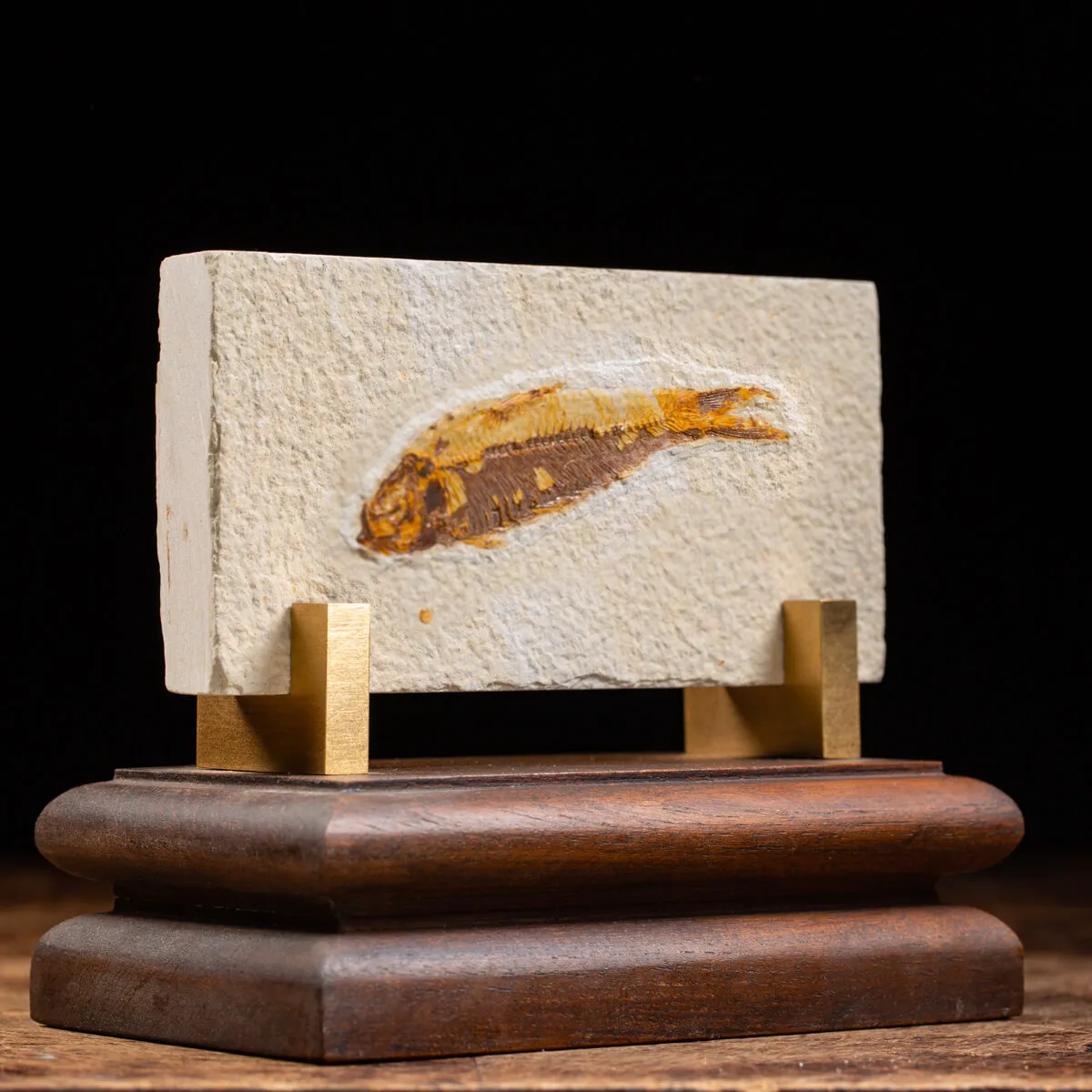 Knightia Fossile su base