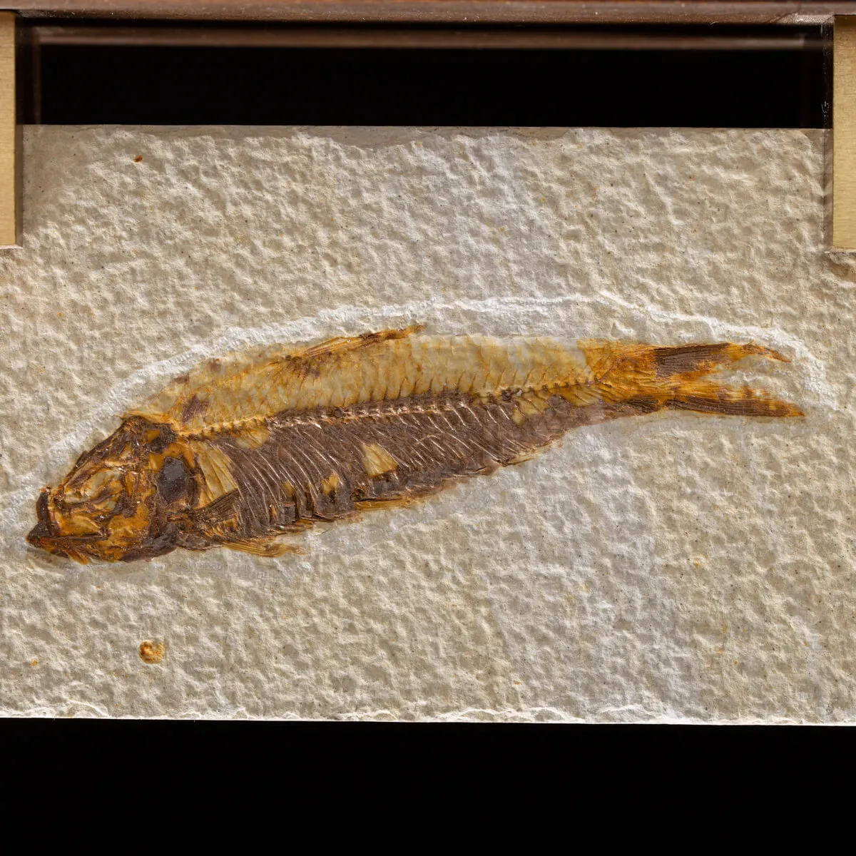 Knightia Fossile su base