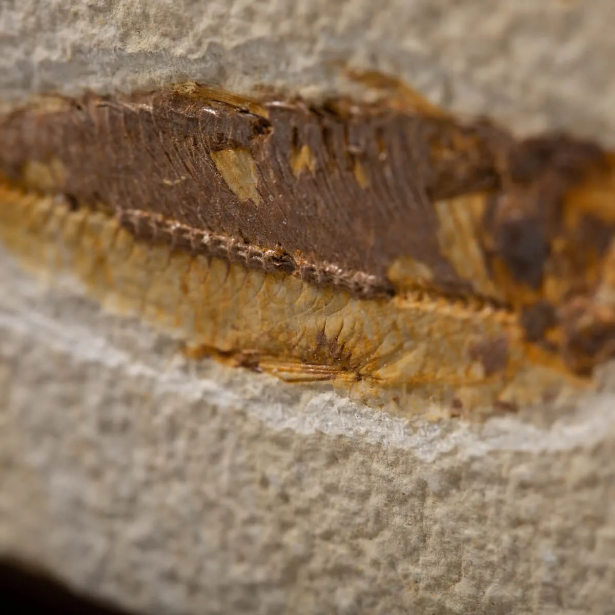 Knightia Fossile su base
