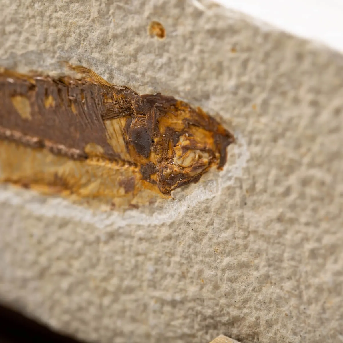 Knightia Fossile su base