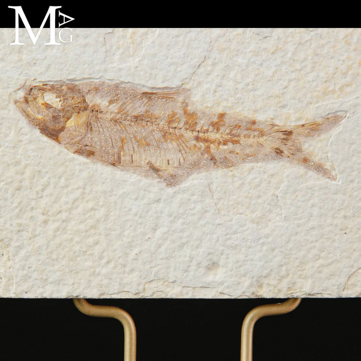 Eleganza Fossile dai Laghi di Green River - Knightia dell’Eocene.