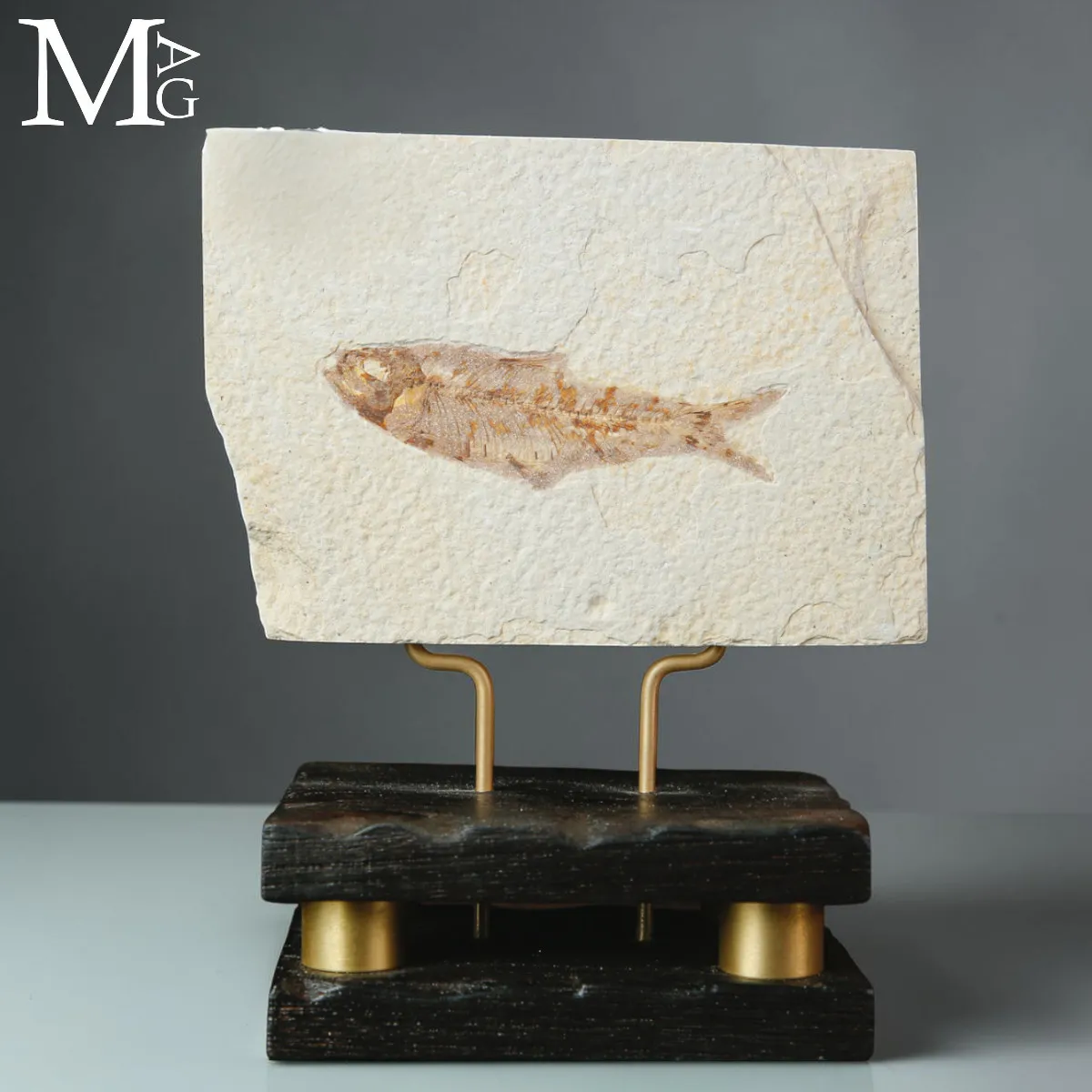 Knightia dell’Eocene dalla Green River Formation su Base in Legno e Ottone